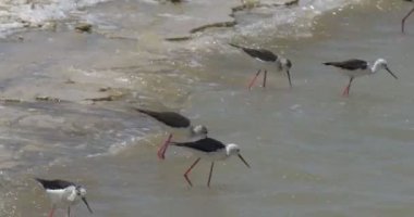 Tuzlu su, Eilat, İsrail besleme stilts siyah kanatlı