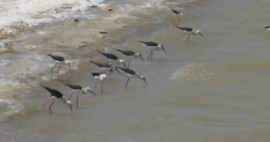Tuzlu su, Eilat, İsrail besleme stilts siyah kanatlı