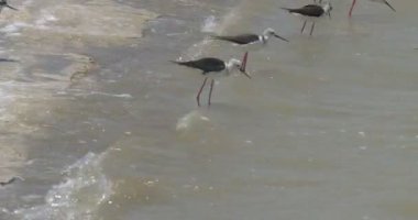 Tuzlu su, Eilat, İsrail besleme stilts siyah kanatlı