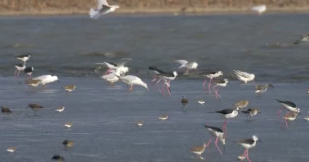 Flamingo Stado Karmienia Ptaków Przybrzeżnych Ejlat Izrael — Wideo stockowe