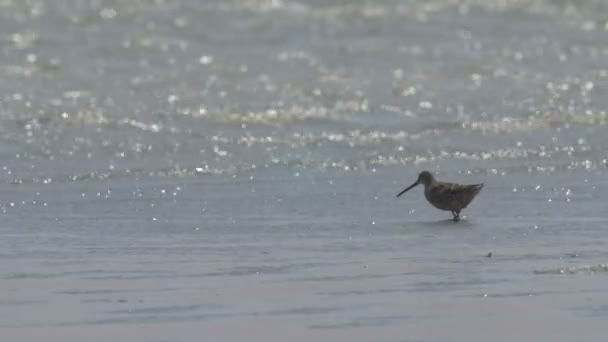 Long Billed Dowitchers Feeding Salt Pan Eilat Israel — Stock Video