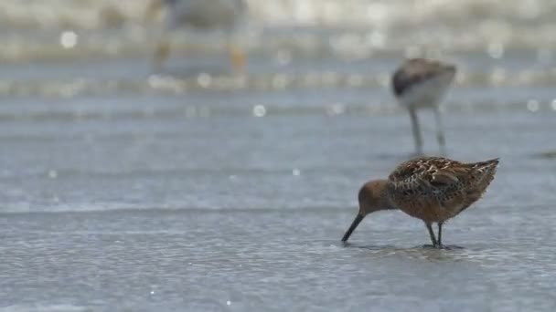 Hosszú Kiszámlázott Dowitchers Etetés Serpenyőben Eilat Izrael — Stock videók