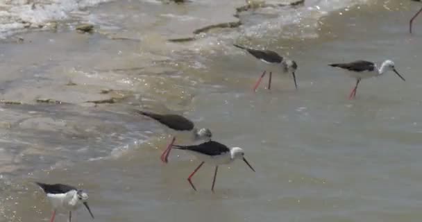 Svarta Bevingade Styltor Utfodring Salt Vatten Eilat Israel — Stockvideo