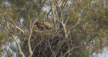 Deniz kartal kaç yuva, Hula Vadisi, İsrail oturan beyaz kuyruklu