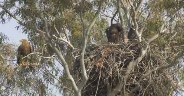 White Tailed Sea Eagle Couple Sitting Nest Hula Valley Israel — Stock Video