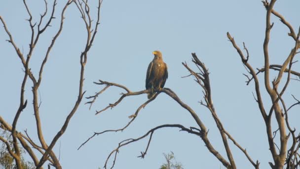 白尾海鹰坐在树上 呼啦谷 以色列 — 图库视频影像