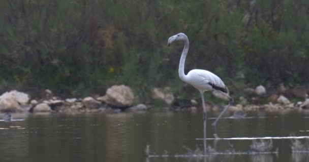 Flamingo Juvenil Costa Carmelo Israel — Vídeo de Stock