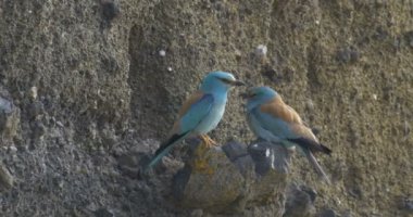 Silindir, çift, Golan, Israel