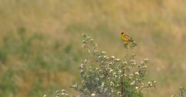 Bruant Tête Noire Chantant Sur Arbre Golan Israël — Video