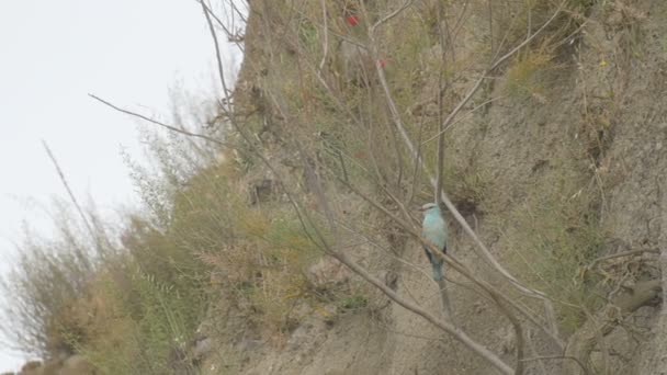 Roller Vogel Sitzt Auf Ast Golan Israel — Stockvideo