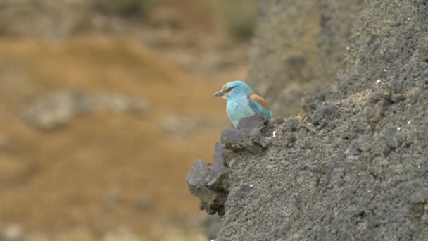 Roler Vogel Auf Einem Felsen Golan Israel — Stockvideo