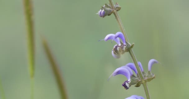 Sábio Azul Flor Golã Israel — Vídeo de Stock