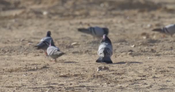 Rock Galambok Megjeleníteni Negev Sivatagban Izrael — Stock videók