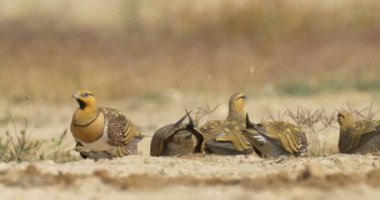Kuyruklu sandgrouses yere, Negev Çölü, İsrail preening pin