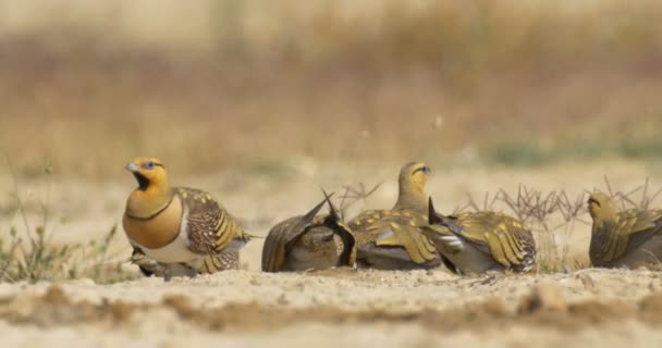 Pin Tailed Sandgrouses Φιλόκομψος Στο Έδαφος Έρημο Negev Ισραήλ — Αρχείο Βίντεο