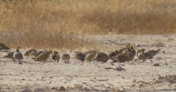 别针尾 Sandgrouses 在地面上整理 南沙漠 以色列 — 图库视频影像