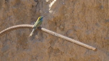 Küçük arı yiyici oturmuş yöneltme, Eilat, İsrail