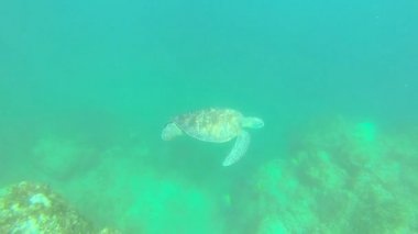 Mavi okyanus, deniz kaplumbağası yüzme sualtı görünümünü Afuera Adası, Panama canal