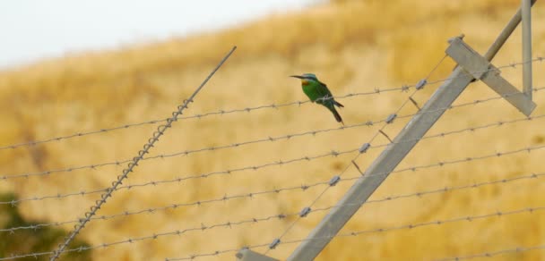 Blue Cheeked Bee Eater Alambre Púas Valle Del Jordán Israel — Vídeo de stock