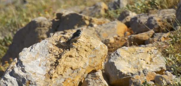 Chypre Wheatear Debout Sur Rocher Mont Hermon Israël — Video