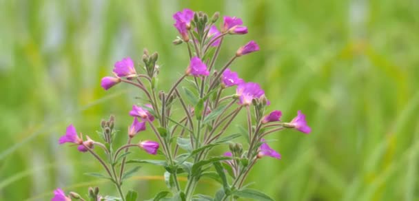 Ροζ Λουλούδια Duddingston Loch Εδιμβούργο Σκωτία — Αρχείο Βίντεο