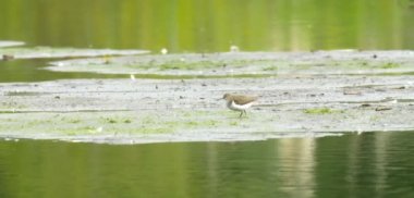 Ortak Sandpiper çamur, beslenme Duddingston Loch, Edinburgh, İskoçya