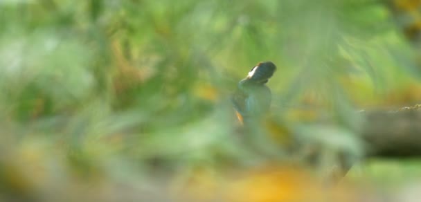 Kingfisher Perching Tree Branches — Stock Video