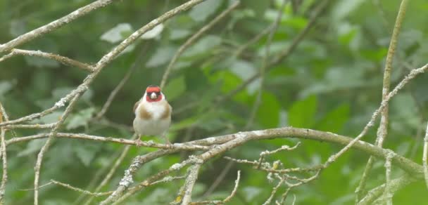 Goldfinch Duddingston Loch Edimburgo Scozia — Video Stock