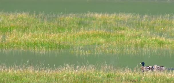 Pareja Mallard Nadando Estanque Loch Hourn Escocia — Vídeos de Stock