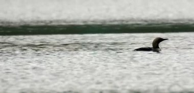 Siyah throted dalgıç loch, İskoçya