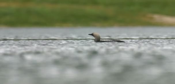 Northern Diver Nageant Loch Hourn Écosse — Video