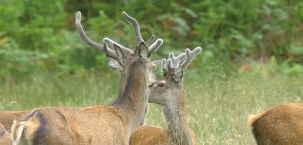 Red Deer Che Nutre Campo Loch Hourn Scozia — Video Stock