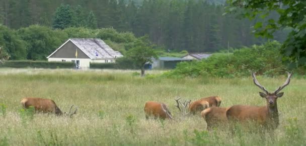 Red Deer Che Nutre Campo Loch Hourn Scozia — Video Stock