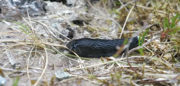 Black Slug Moviéndose Vegetación Bla Bheinn Isla Skye Escocia — Vídeo de stock