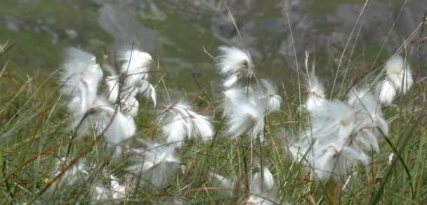 Close View Cotton Tails Bla Bhenn Isle Skye Scotland — стоковое видео