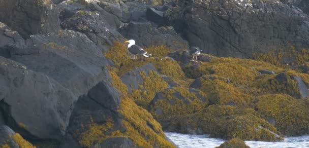 Большие Черные Чайки Скалах Остров Скай Шотландия — стоковое видео