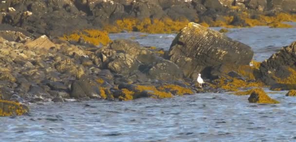 Gran Gaviota Respaldada Negra Rocas Isla Skye Escocia — Vídeo de stock