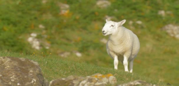 Ovejas Blancas Esponjosas Pasto Isla Skye Escocia — Vídeos de Stock