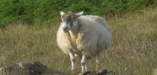 Witte Pluizige Schapen Weide Isle Skye Schotland — Stockvideo