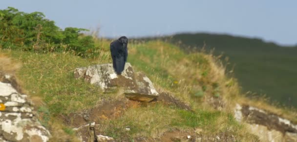 Raven Putsar Rock Isle Skye Skottland — Stockvideo