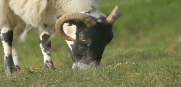 Ovejas Blancas Esponjosas Pasto Isla Skye Escocia — Vídeo de stock