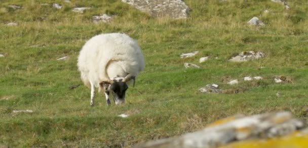 Mera Isle Skye Skoçya Üzerinde Beyaz Tüylü Koyun — Stok video