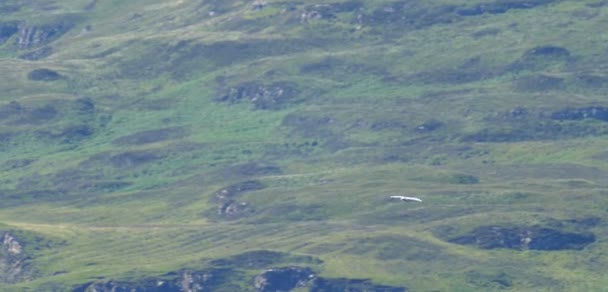 Vista Panorámica Gannet Volando Sobre Loch Isla Skye Escocia — Vídeos de Stock