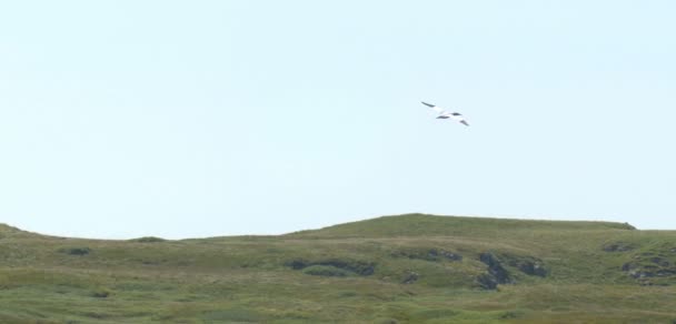 ネス湖 スコットランドのスカイ島上空を飛ぶカツオドリの風光明媚なビュー — ストック動画