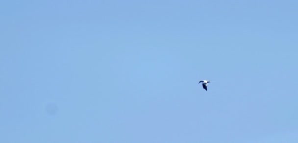 Scenic View Gannet Flying Loch Isle Skye Scotland — Stock Video