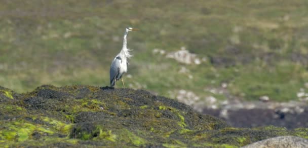 Szürke Gém Sziget Isle Skye Skócia — Stock videók