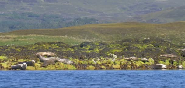 Zobacz Szary Uszczelnień Odpoczynku Skałach Czasie Odpływu Wyspa Skye Szkocja — Wideo stockowe