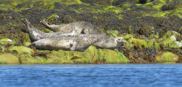 Vista Las Focas Grises Descansando Sobre Rocas Marea Baja Isla — Vídeos de Stock