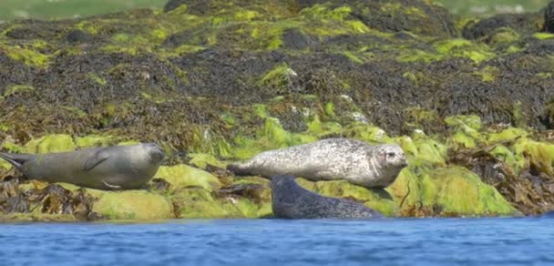 Вид Серых Тюленей Покоящихся Скалах Время Отлива Остров Скай Шотландия — стоковое видео