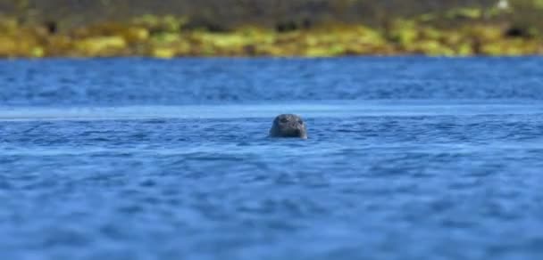 青い水 スコットランドのスカイ島に泳ぎに灰色のシール — ストック動画